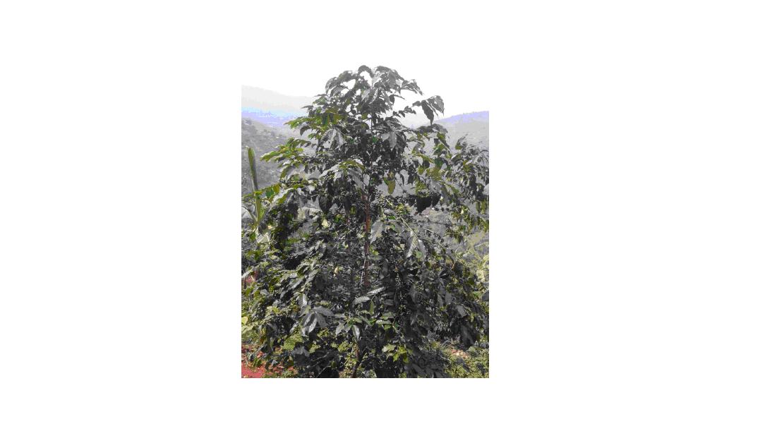 Arabica tree in the Rwenzoris, Uganda