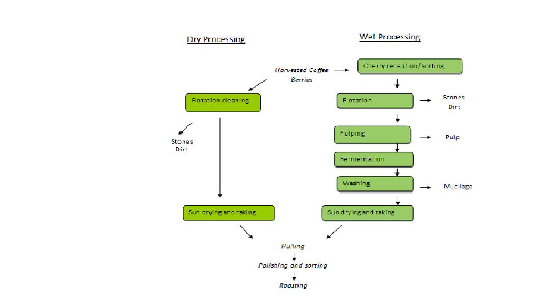 Dry and wet coffee processing methods